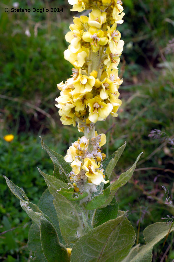 Verbascum sp.